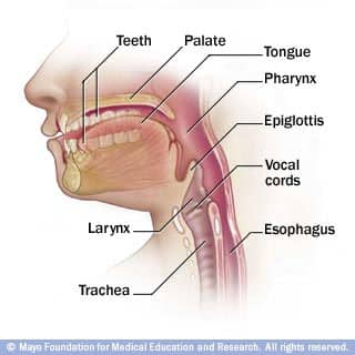 Cross section through the head showing the nasopharynx, oropharynx and larynx