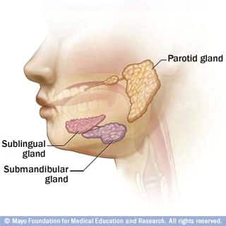 Glands