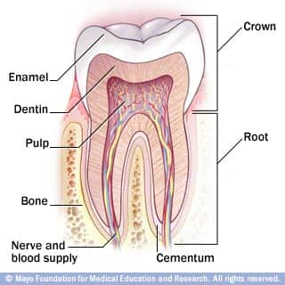 Cross-section of tooth